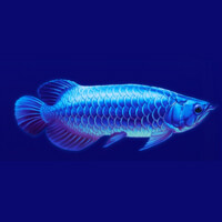 Arowanas Luck Blue Fish Symbol