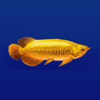 Arowanas Luck Gold Fish Symbol