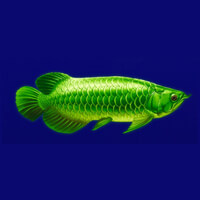 Arowanas Luck Green Fish Symbol
