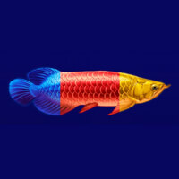 Arowanas Luck Mixed Fish Symbol