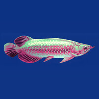 Arowanas Luck Rainbow Fish Symbol