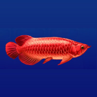 Arowanas Luck Red Fish Symbol