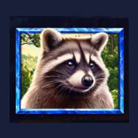 5 Wild Wolves Raccon Symbol